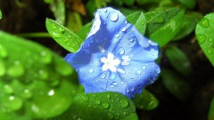 Голубой цветок