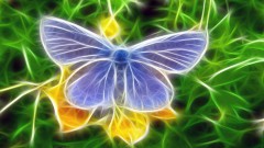 Графическая бабочка