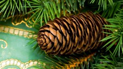 Еловая шишка