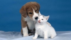 Котенок и щенок